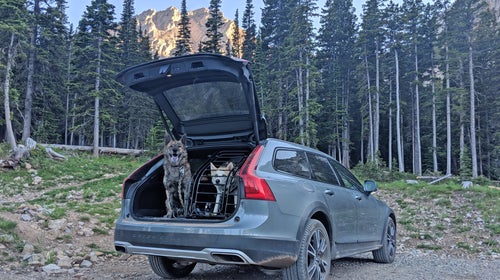 Can you tell which dogs knows to wait when a car door is opened, and which dog is one-year old?