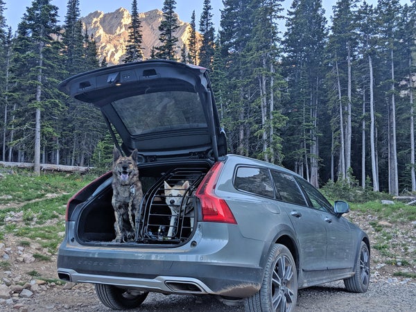 Can you tell which dogs knows to wait when a car door is opened, and which dog is one-year old?