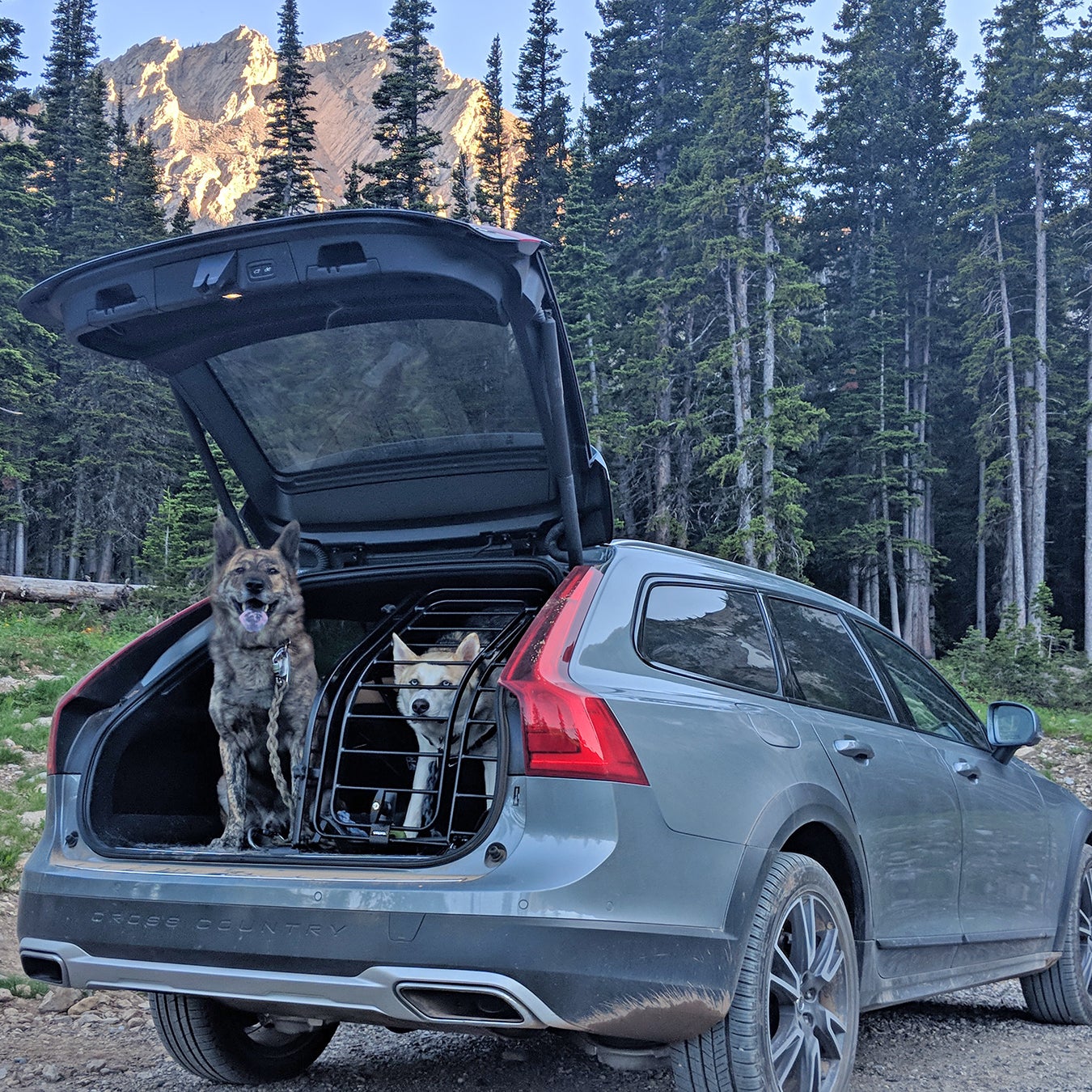 Dog rack for store car