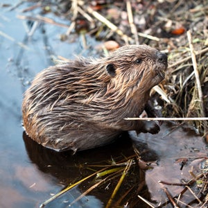 Most of Yellowstone’s streams are still missing their true architects.