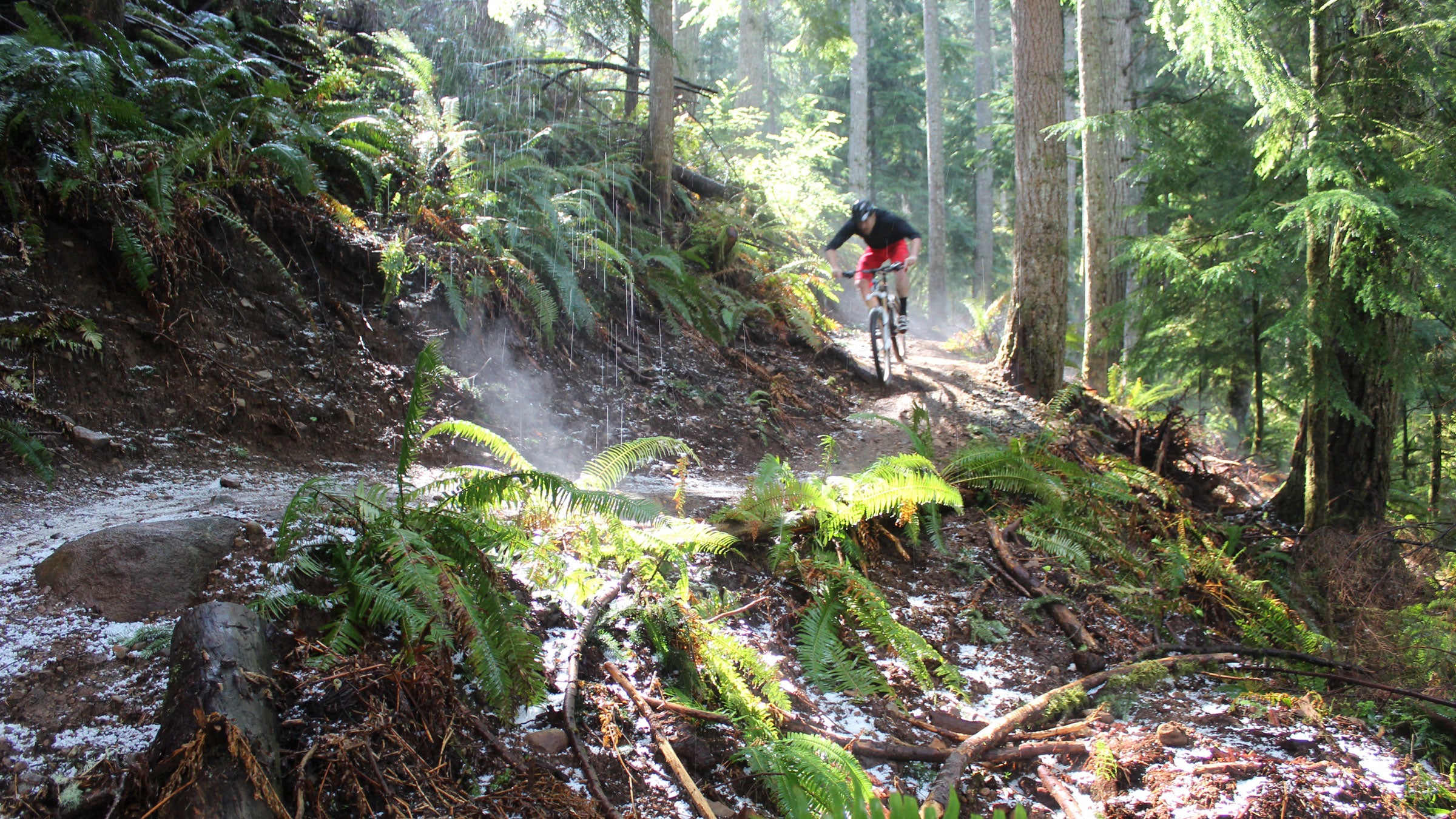 The vast network of singletrack on Tiger Mountain is where Seattle mountain bikers go for weekend and after-work rides.