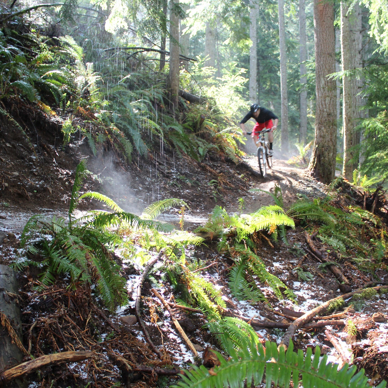 The vast network of singletrack on Tiger Mountain is where Seattle mountain bikers go for weekend and after-work rides.