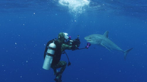 A diver films a Mako shark during production for the show 'Cuba's Secret Shark Lair,' part of Discovery Channel's Shark Week