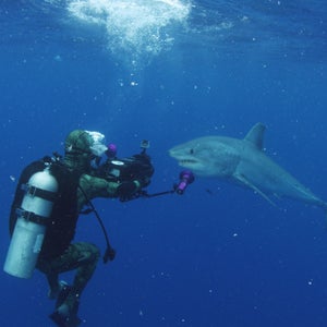 A diver films a Mako shark during production for the show 'Cuba's Secret Shark Lair,' part of Discovery Channel's Shark Week