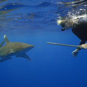 Lindsey Vonn swims with a shark while filming the Shark Week show 'Monster Tag.'