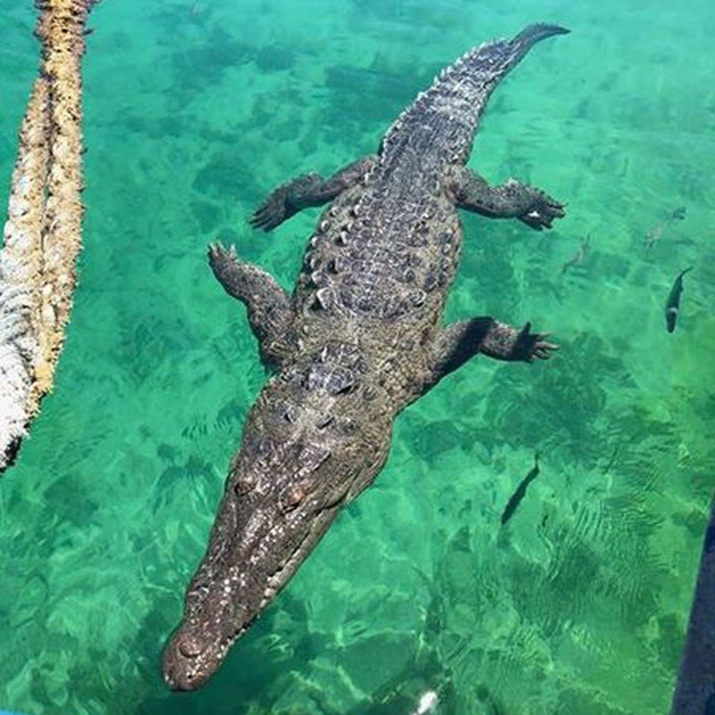 The 10-foot American crocodile that bit Márquez.