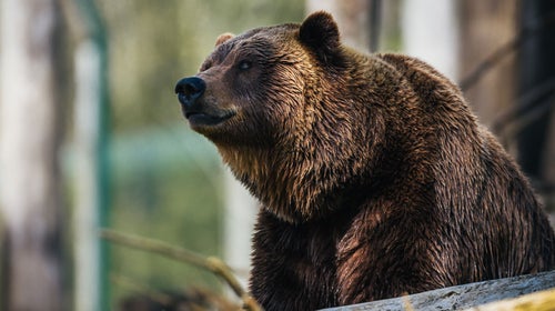 Will public attention translate to public outrage against Wyoming's fall bear hunt?