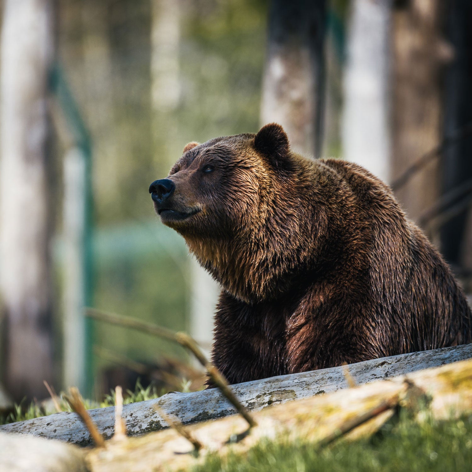 Fall bear. Тянь-шаньский бурый медведь. Медведь Гризли. Грозный медведь Гризли.