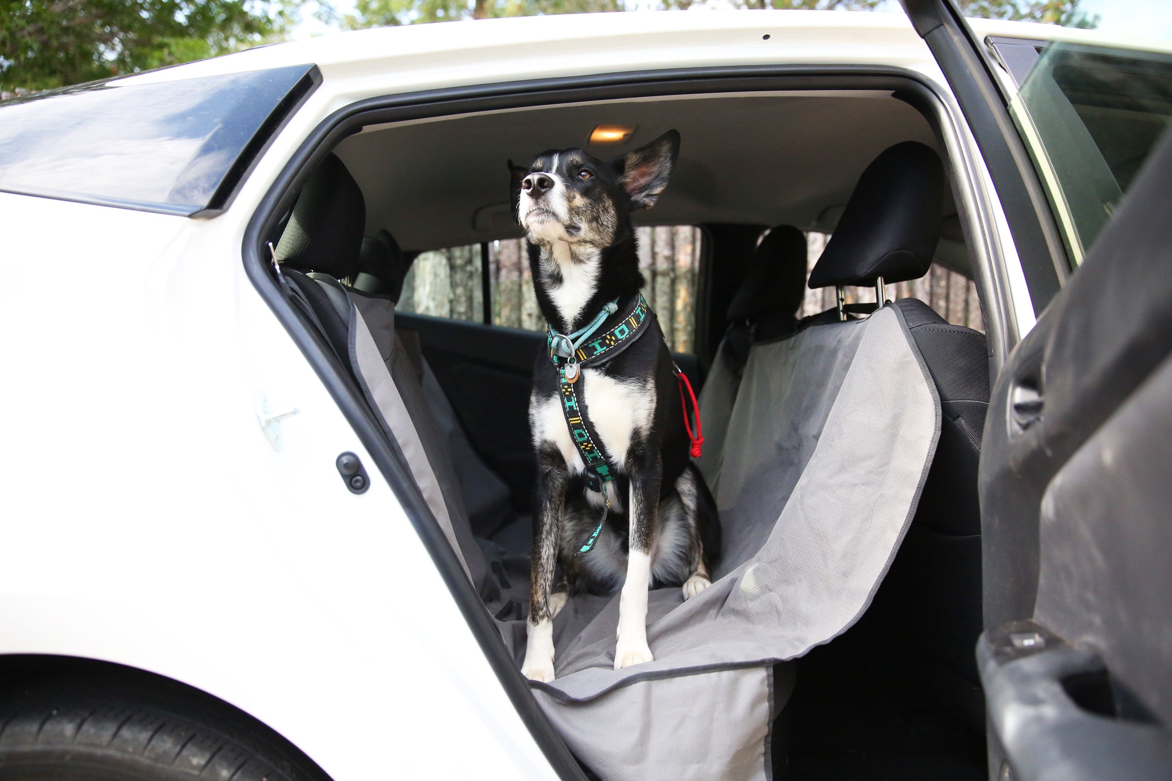 The Ruffwear Dirt Bag Cover Is a Dirty Dog Essential