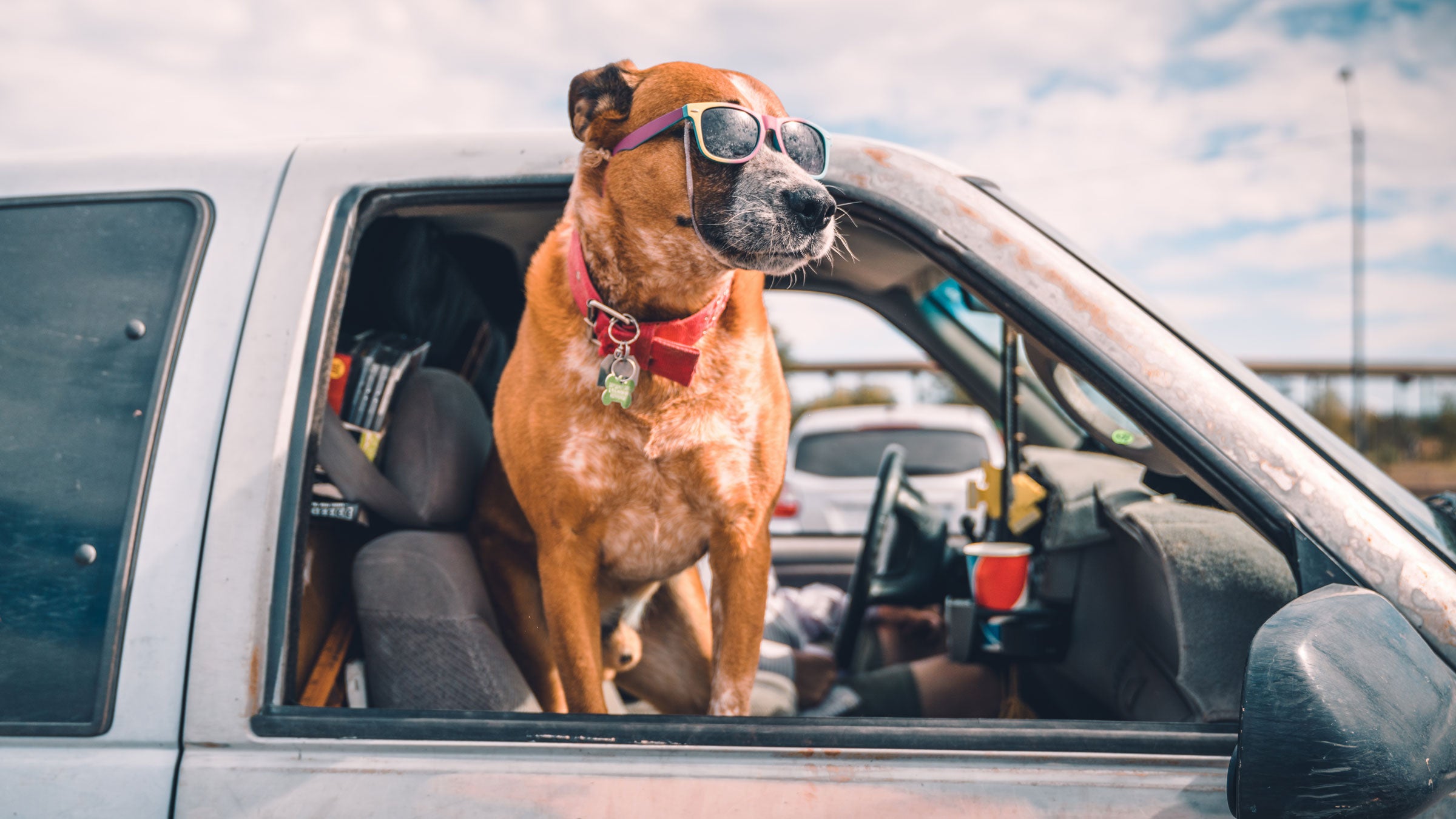 Vacation doesn't have to mean leaving your best friend at home.