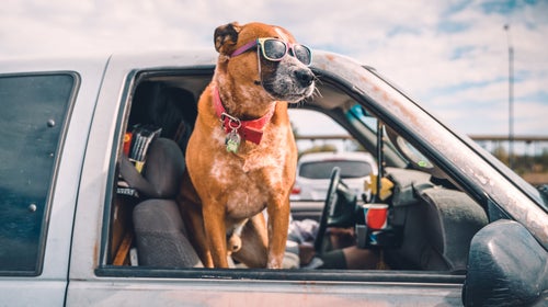 Vacation doesn't have to mean leaving your best friend at home.