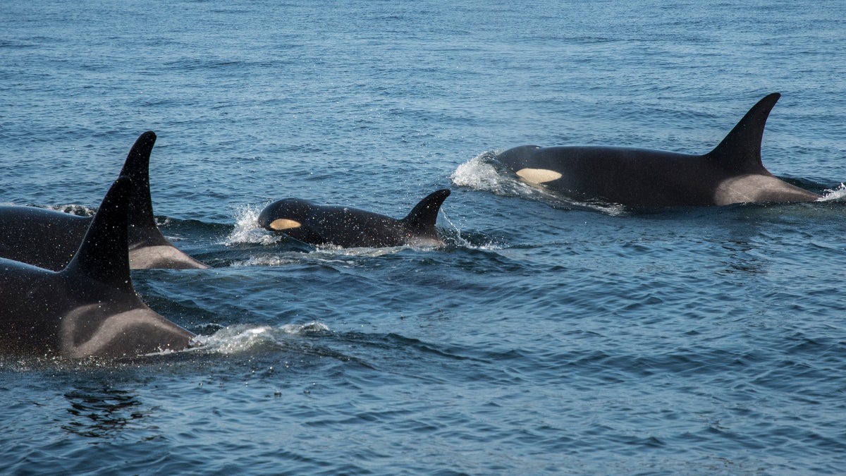 Orcas in the Mist