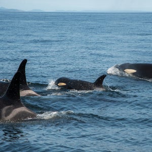 Scarlet, or J50, swimming with her family in early August