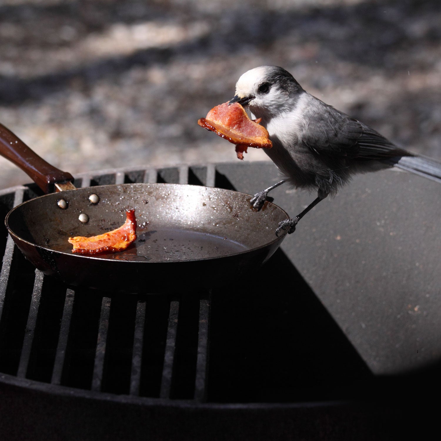 How to Season a Cast Iron Skillet with Bacon Grease