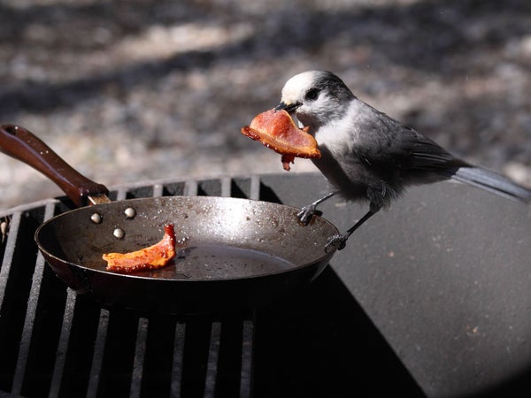 Bacon: delicious and useful.