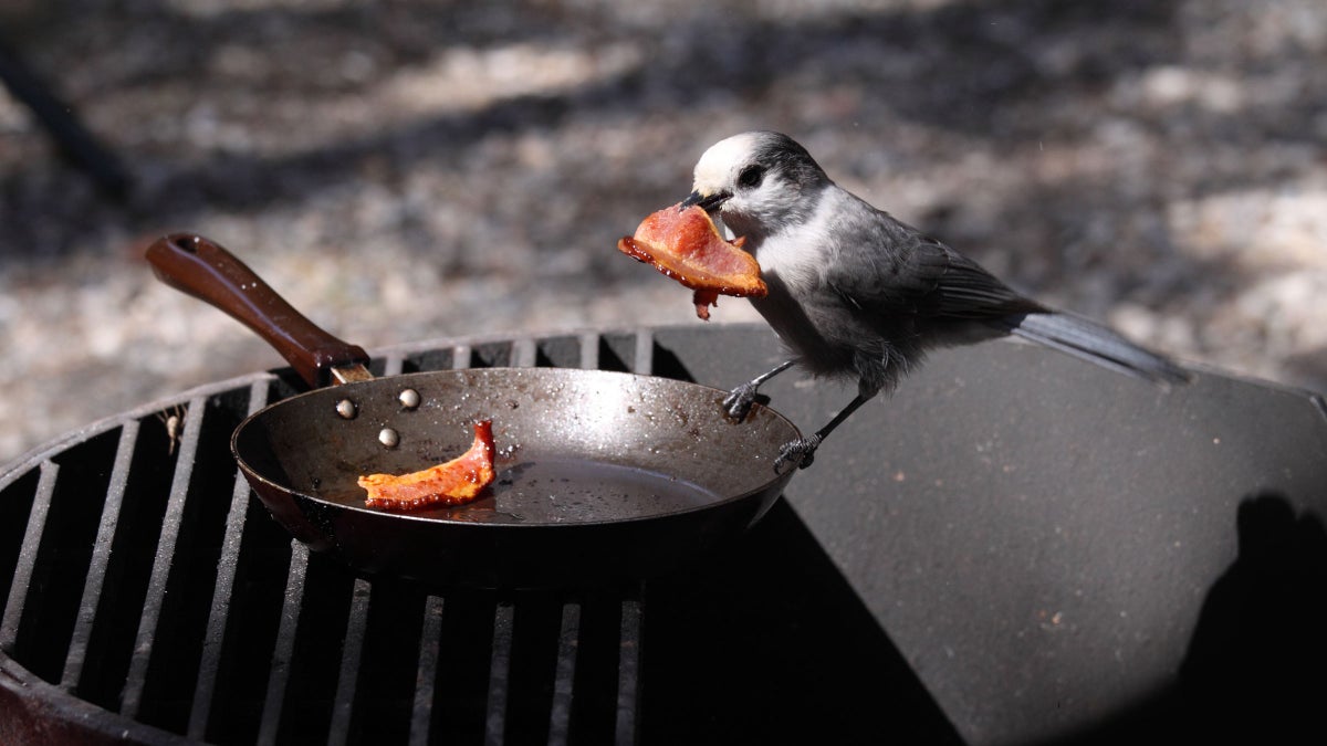 https://cdn.outsideonline.com/wp-content/uploads/2018/08/28/bird-bacon-thief_h.jpg?width=1200