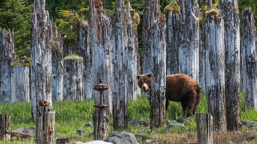 Idaho has only one bear tag to issue. But its role in the population management of grizzlies is still crucial.