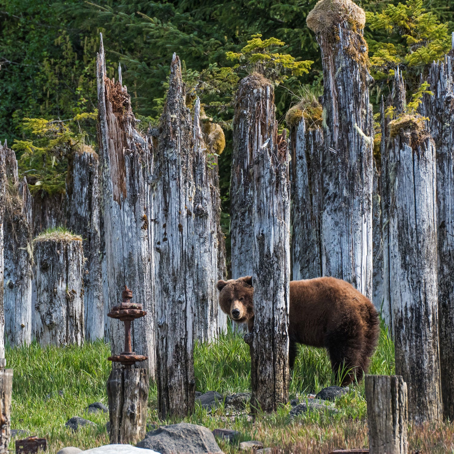 Grizzly bear guide: where they live, how they hunt and conservation -  Discover Wildlife