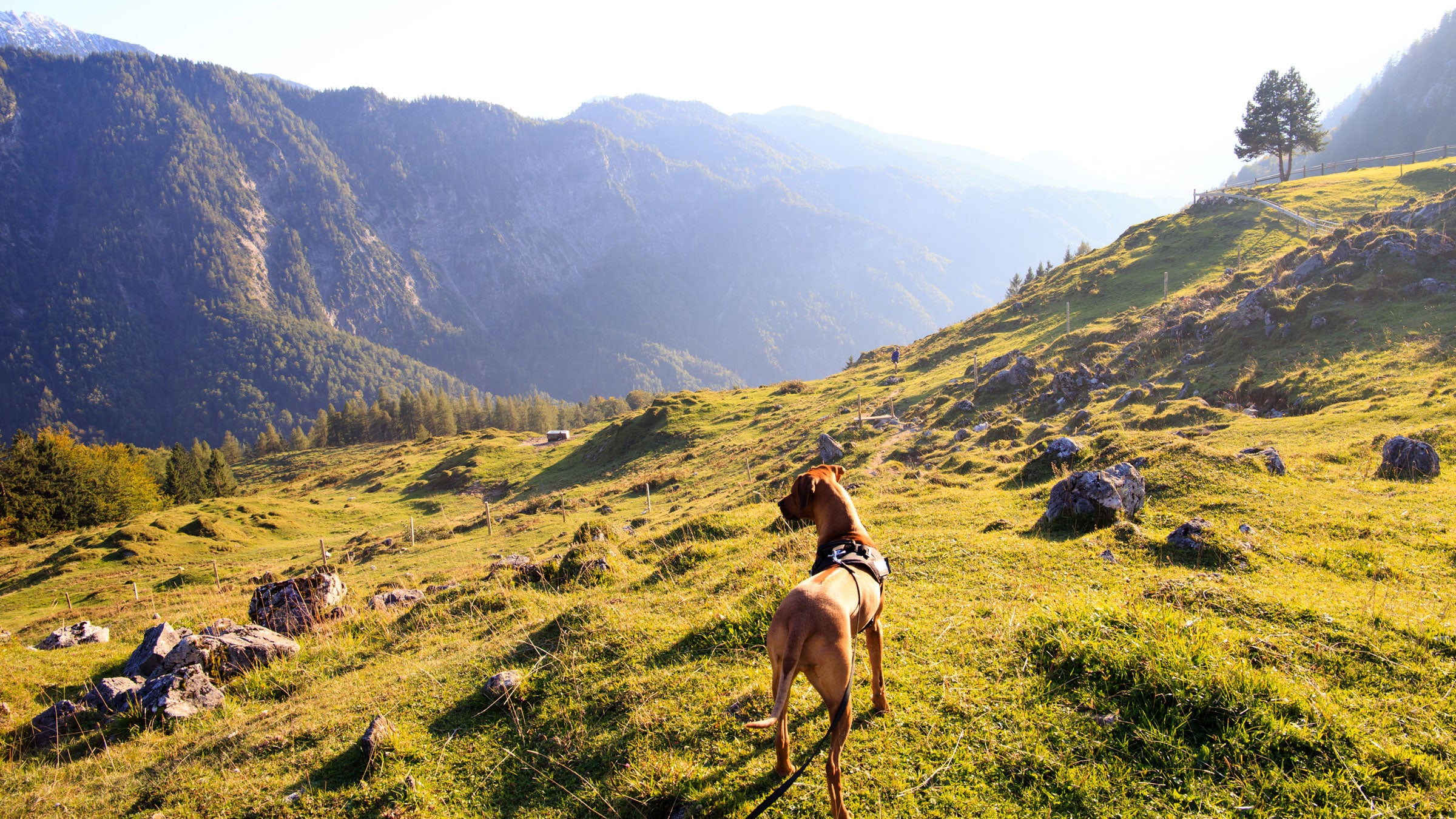 A view of the world from four legs.