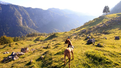 A view of the world from four legs.