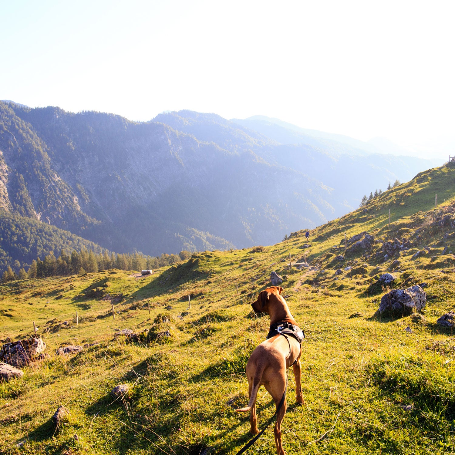 A view of the world from four legs.