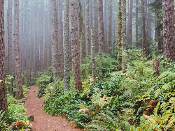 WMAs make for fantastic hiking trails and pristine forests after hunters pack up for the season.