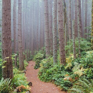 WMAs make for fantastic hiking trails and pristine forests after hunters pack up for the season.