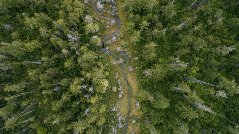 The woods of northern British Columbia.