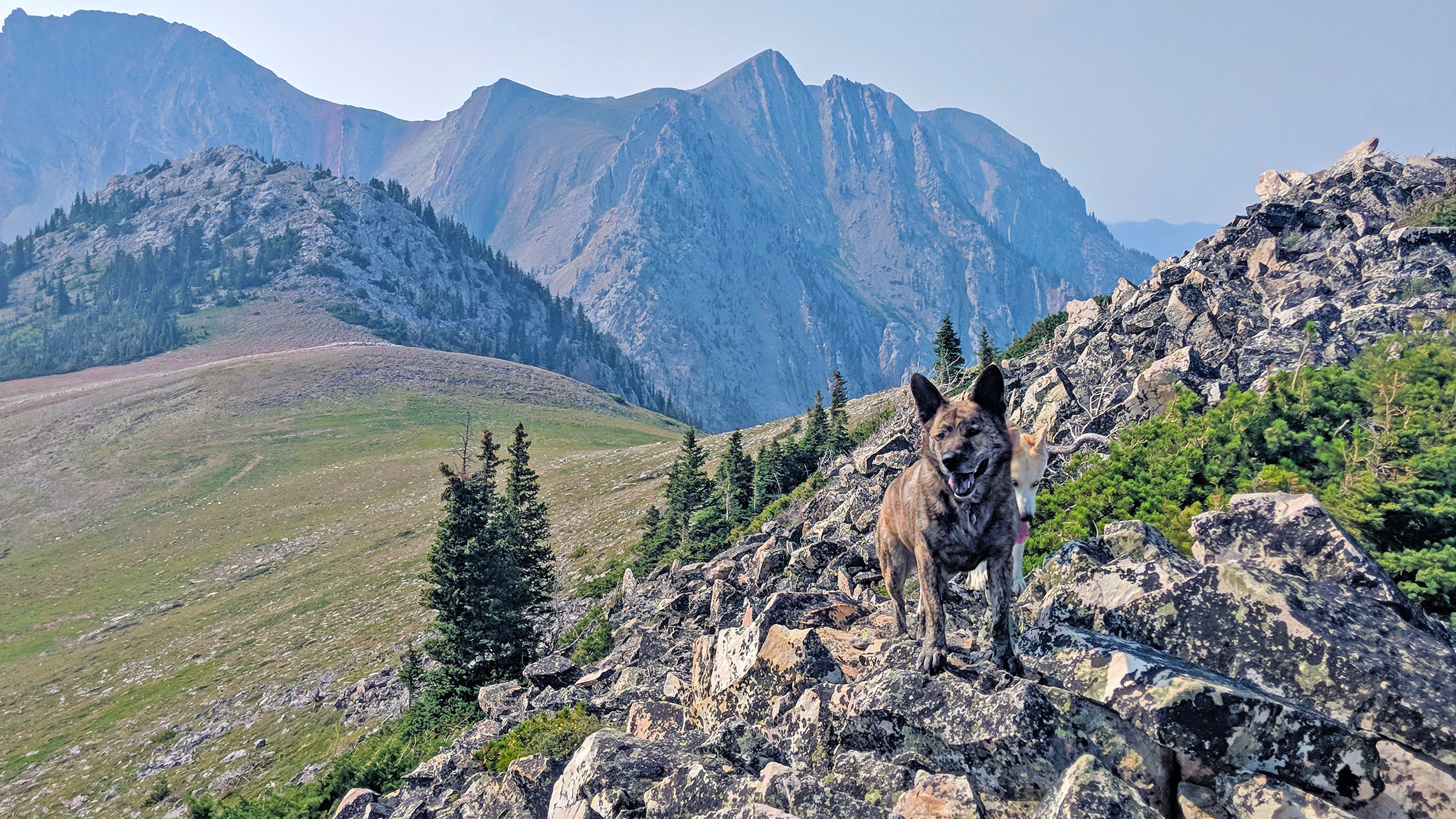 Nothing, nothing will ever beat walking your dogs yourself. But a little help occasionally helps a lot. 