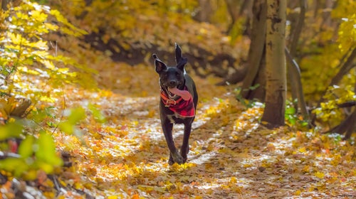 Dogs off leash on trails that require them on leash can be dangerous to everyone, including the dogs.