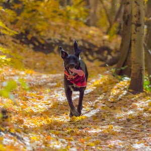 Dogs off leash on trails that require them on leash can be dangerous to everyone, including the dogs.