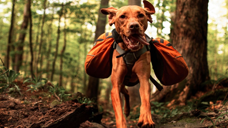 The Best Gear for Running with Your Dog
