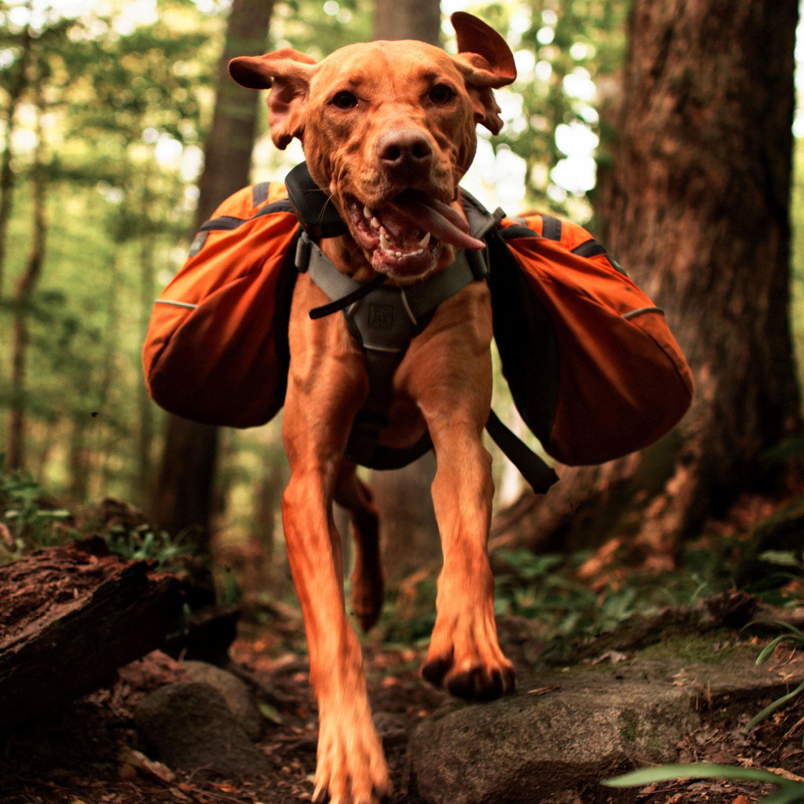 Dog running with clearance backpack