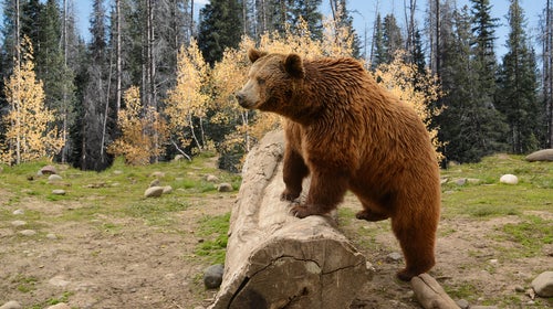 Iconic Grizzly Bear to Become More Vulnerable - Earthjustice