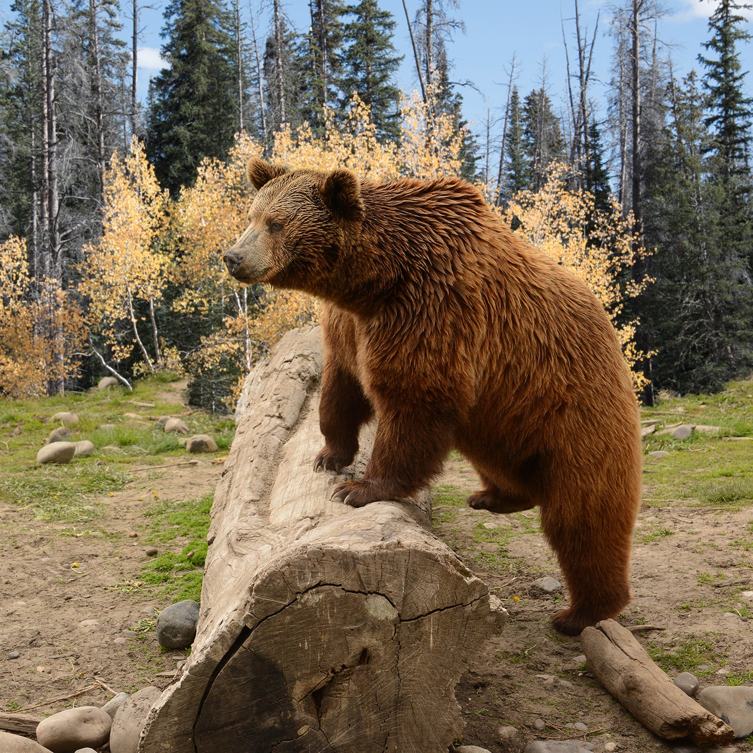 Bart the Bear - Grizzly bear conservation and protection