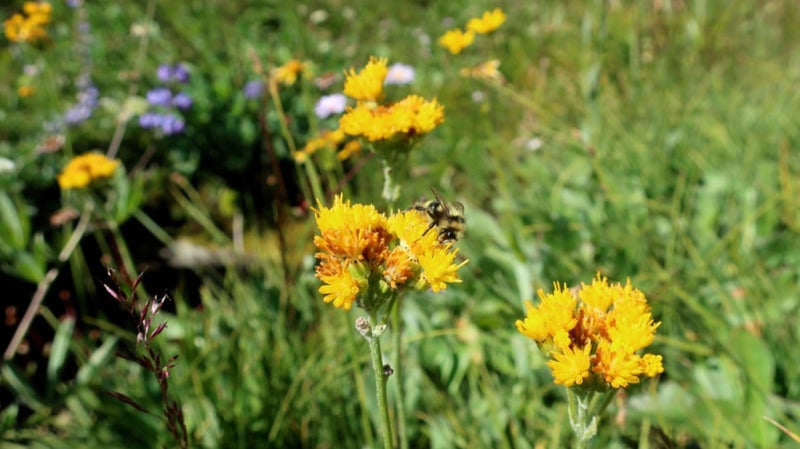 A bee on Sierra butterweed above Grace Meadow in Falls Creek.