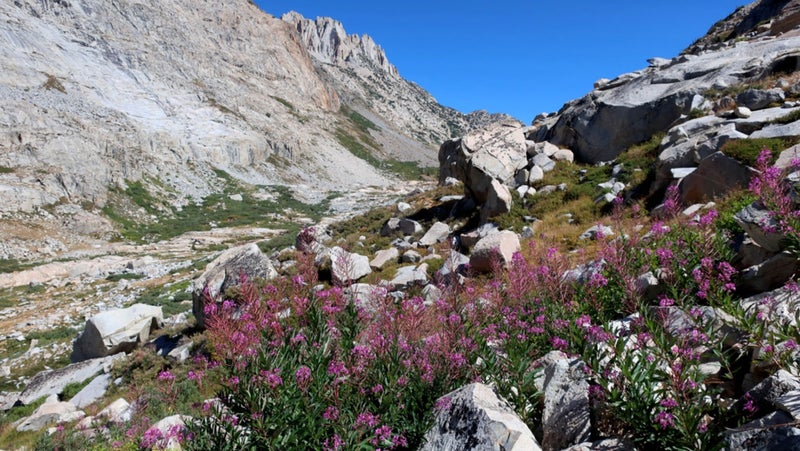 Fireweed in upper Stubblefield Canyon.