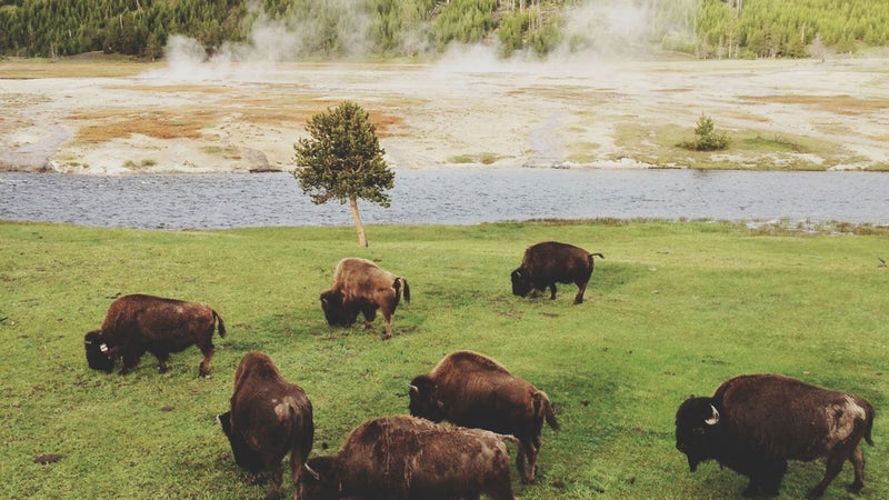 Yellowstone National Park