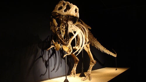 Smuggling, lying, democracy, marriage and...old bones?
