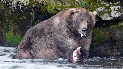 Never push a slower friend down if you come across a bear, park