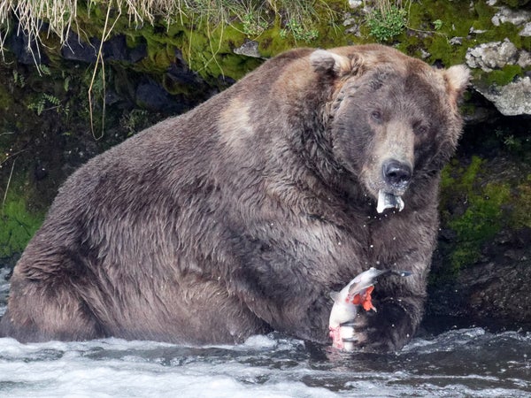 Otis enjoys some salmon at his favorite fishing spot in Brooks Falls, Alaska.