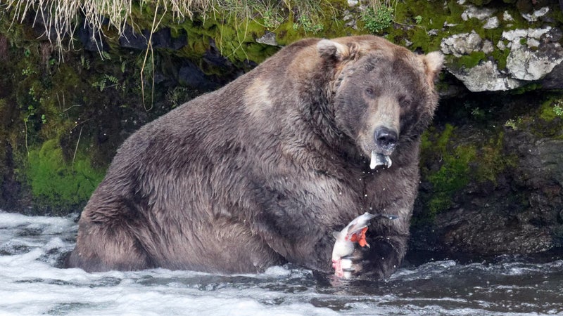 Otis enjoys some salmon at his favorite fishing spot in Brooks Falls, Alaska.