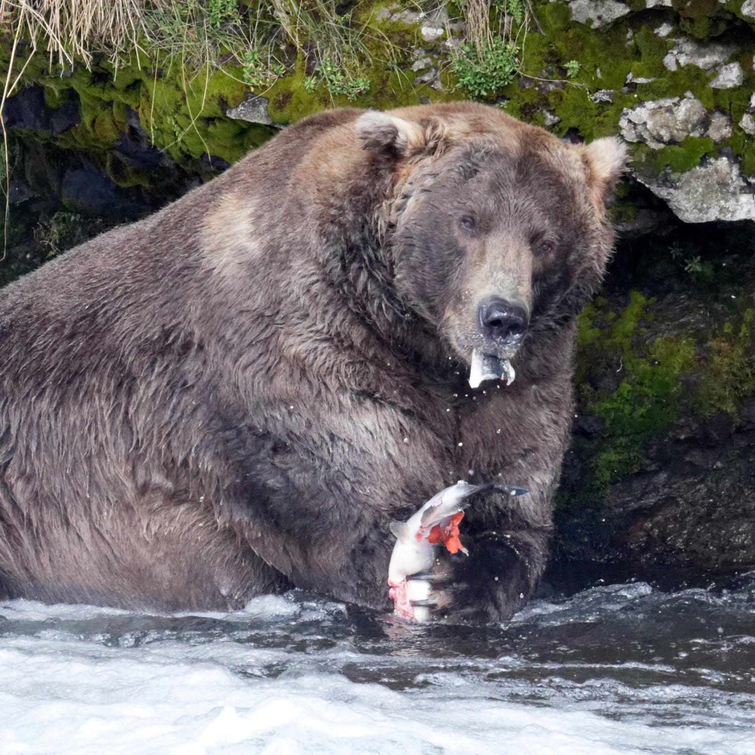 The Glory of Otis, Fattest of the Fat Bears