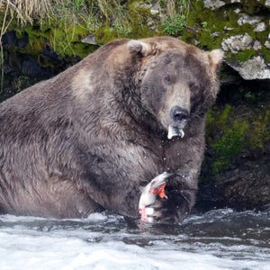 Otis enjoys some salmon at his favorite fishing spot in Brooks Falls.
