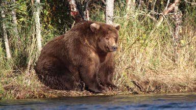 There Is Technically One Fattest Bear. We Love ‘Em All.