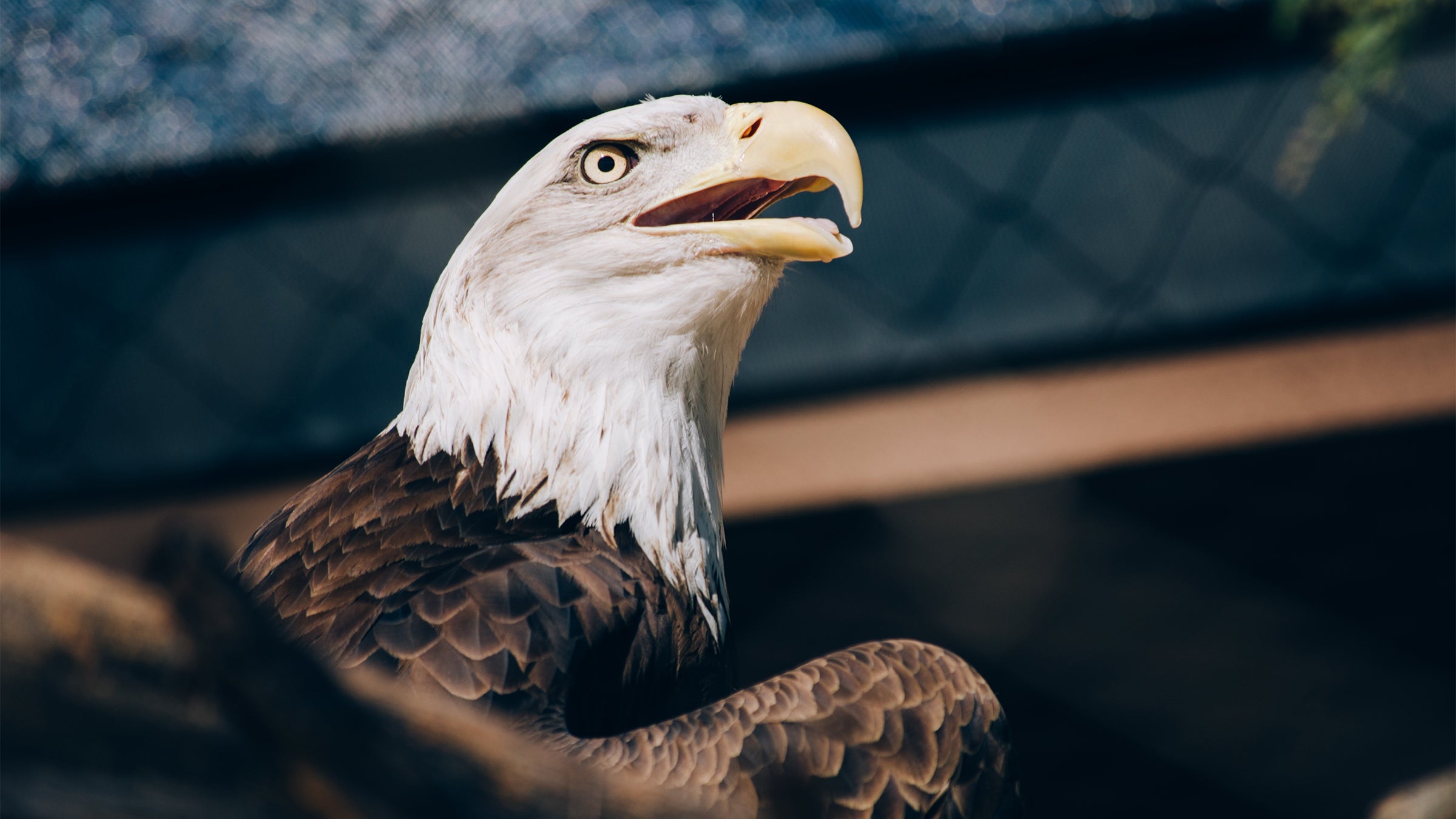 Among 1,600 other species, the Endangered Species Act has protected the symbol of our country.