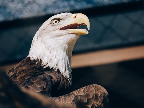 Among 1,600 other species, the Endangered Species Act has protected the symbol of our country.