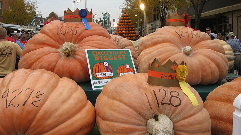 Winning pumpkins at the Circleville Pumpkin Show in Circleville, Ohio in 2009.