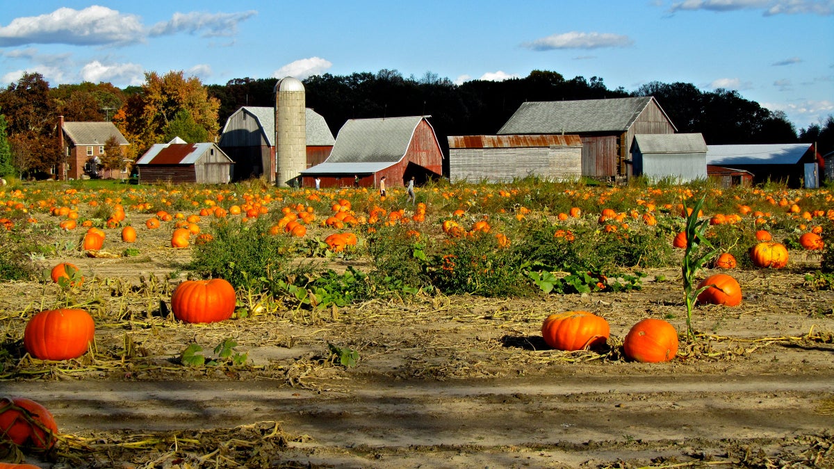 Pumpkin Wars