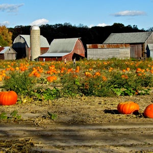 The World Pumpkin Confederation and the Great Pumpkin Commonwealth have beef. This is the story of the moment one of them made history.